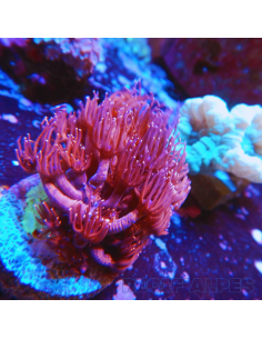 copia de GONIOPORA SP RED 5/6 polypes