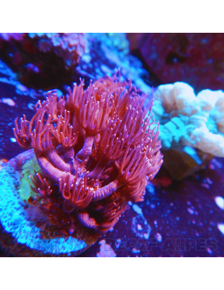 Goniopora lobata rouge pointes bleues M