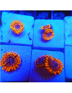 copy of Zoanthus Utter Chaos