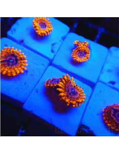 Zoanthus Utter Chaos