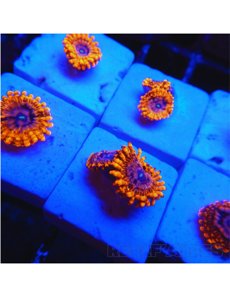 Zoanthus Utter Chaos ultra  1 polypes