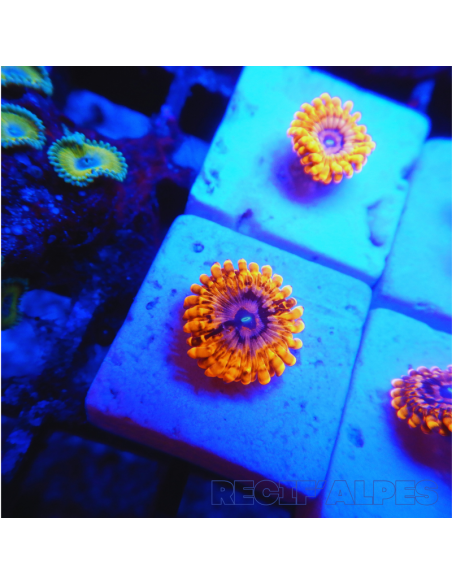 Zoanthus Utter Chaos ultra  1 polypes