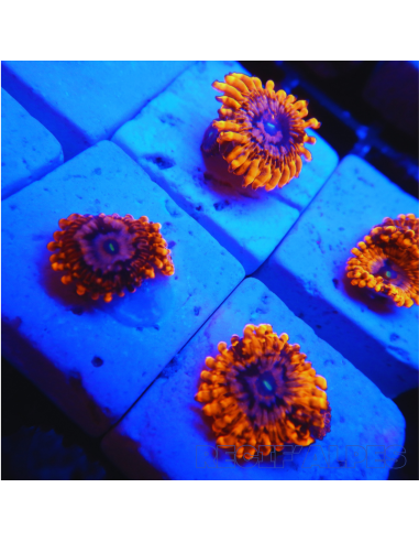 Zoanthus Utter Chaos ultra  1 polypes