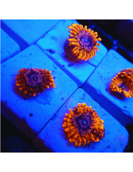 Zoanthus Utter Chaos ultra  1 polypes