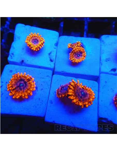 Zoanthus Utter Chaos ultra  1 polypes