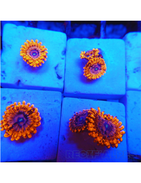 Zoanthus Utter Chaos ultra  1 polypes