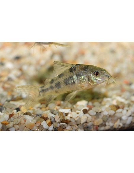 CORYDORAS PALEATUS