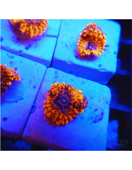Zoanthus Utter Chaos ultra  1 polypes