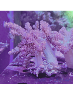 Capnella sp