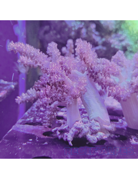 Capnella sp