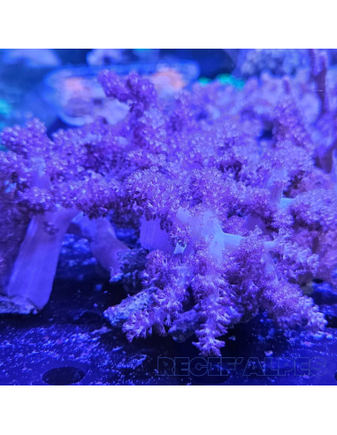 Capnella sp