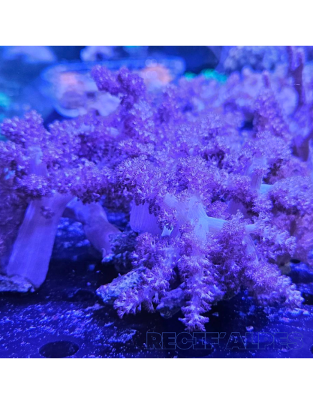 Capnella sp