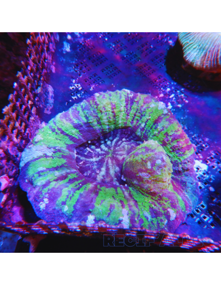 SCOLYMIA AUSTRALIS WYSIWYG 05