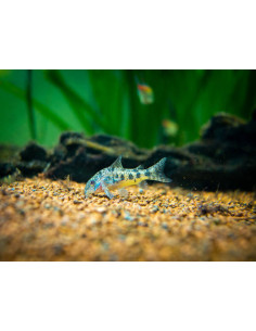 CORYDORAS PALEATUS