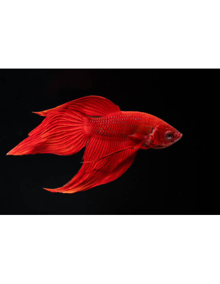 BETTA SPLENDENS MALE CROWNTAIL 11