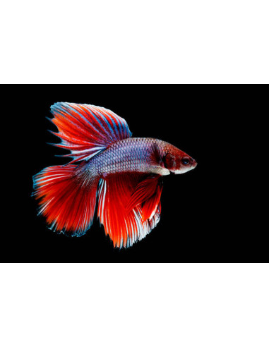 BETTA SPLENDENS MALE CROWNTAIL 11