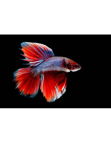 BETTA SPLENDENS MALE CROWNTAIL 11