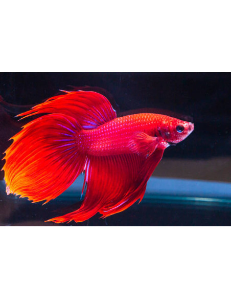 BETTA SPLENDENS MALE CROWNTAIL 11