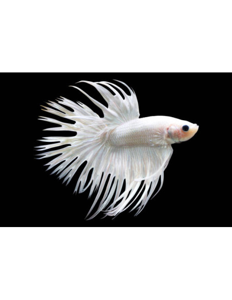 copia de BETTA SPLENDENS MALE CROWNTAIL 11