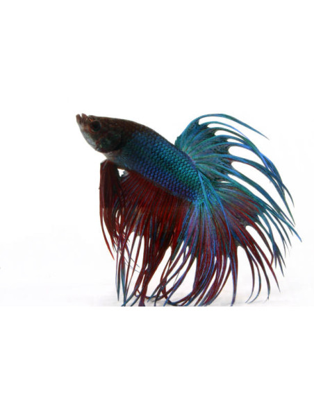 copia de BETTA SPLENDENS MALE CROWNTAIL 11