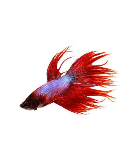 copia de BETTA SPLENDENS MALE CROWNTAIL 11