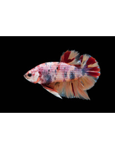 BETTA SPLENDENS mâle varié plakat