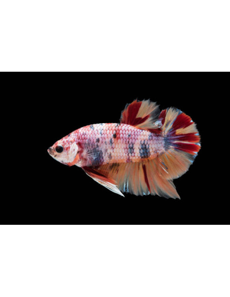 copy of copy of copy of BETTA SPLENDENS MALE CROWNTAIL 11