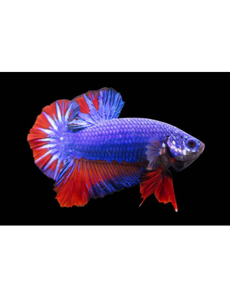 copy of copy of copy of BETTA SPLENDENS MALE CROWNTAIL 11