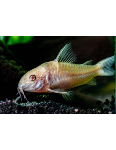 CORYDORAS PALEATUS ALBINOS