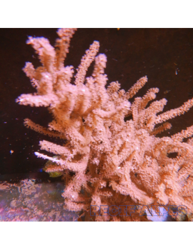 Gorgone SP