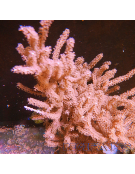 Gorgone SP