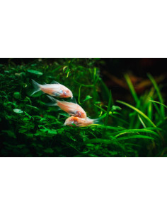 CORYDORAS PALEATUS ALBINOS