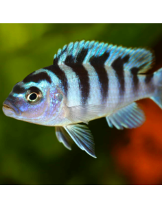 copia de MAYLANDIA LOMBARDOI