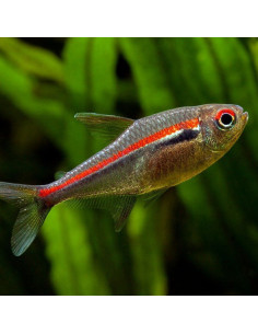 HYPHESSOBRYCON AMAPAENSIS