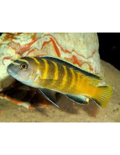 PSEUDOTROPHEUS FLAVUS