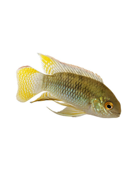 LAETACARA CURVICEPS