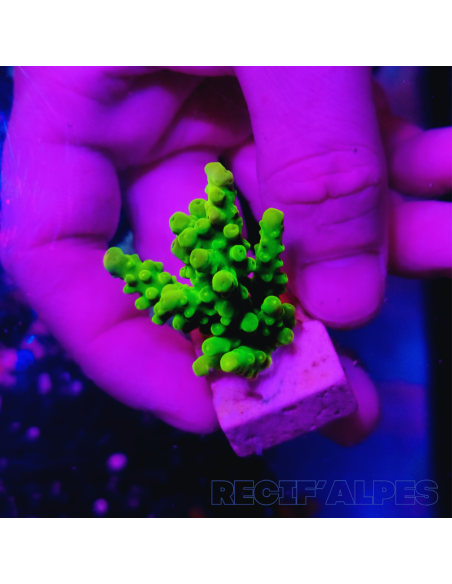ACROPORA SP