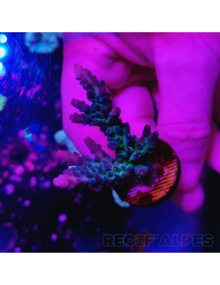 ACROPORA SP