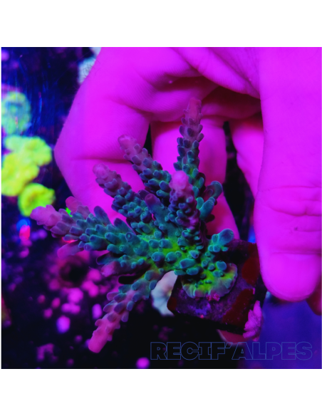 ACROPORA SP