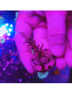 copy of copy of copy of copy of copy of copy of copy of Acropora Joker