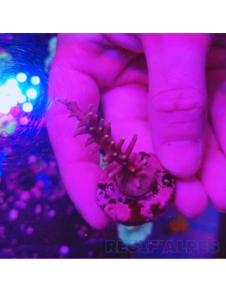 copy of copy of copy of copy of copy of copy of copy of Acropora Joker