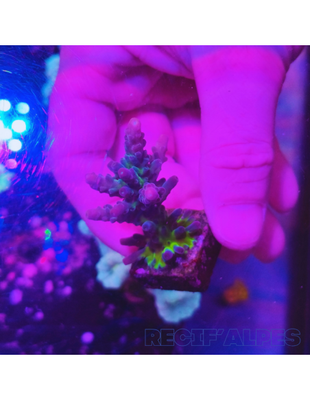 Acropora sp