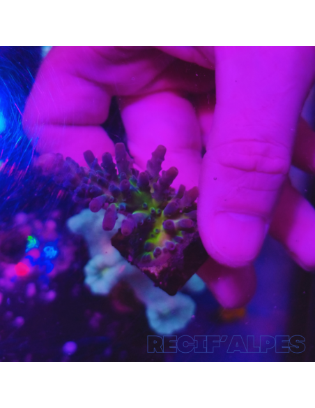 Acropora