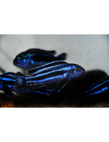 MELANOCHROMIS CYANEORHABDOS