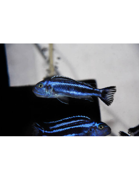MELANOCHROMIS CYANEORHABDOS