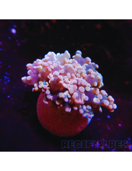 copy of euphyllia paradivisa