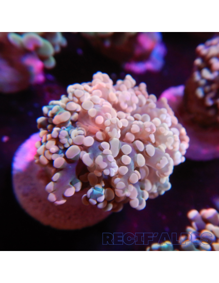 copy of euphyllia paradivisa