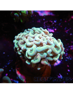 Euphyllia ancora Green