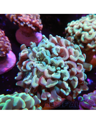 copia de EUPHYLLIA ANCORA ULTRA
