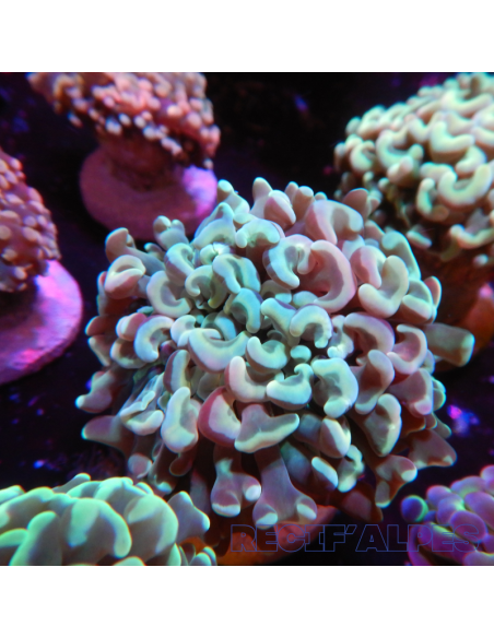copia de EUPHYLLIA ANCORA ULTRA